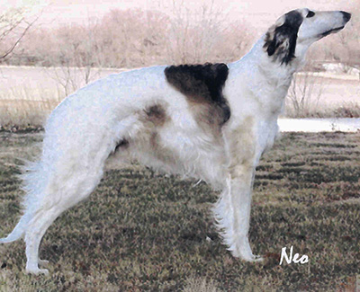 Top Versatility Borzoi 2004